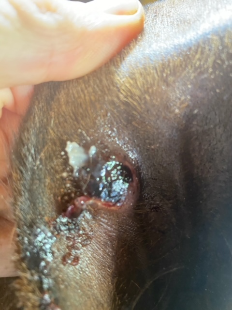 Fresh spider bite infection within a show horse’s ear.